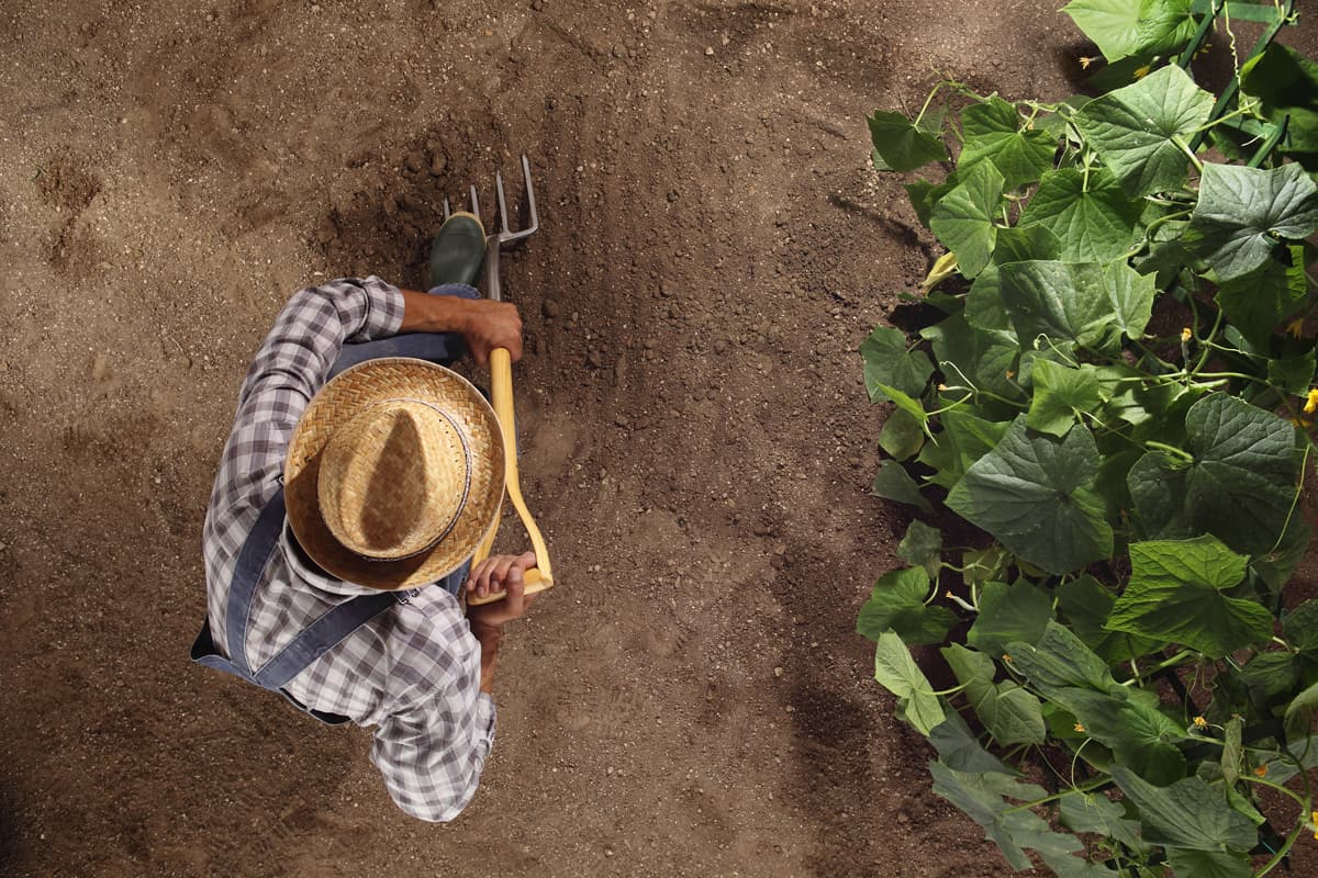 man farmer working with pitchfork in vegetable garden, dig the soil near a cucumber plant, top view