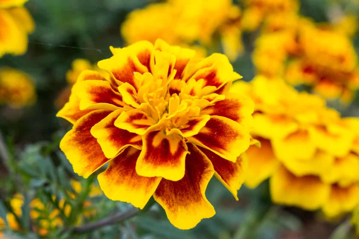 marigold yellow flower marigold tree orange marigold marigold petals