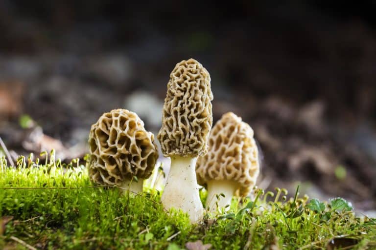 morchella esculenta commonly known common morel, How To Grow Morel Mushrooms Indoors