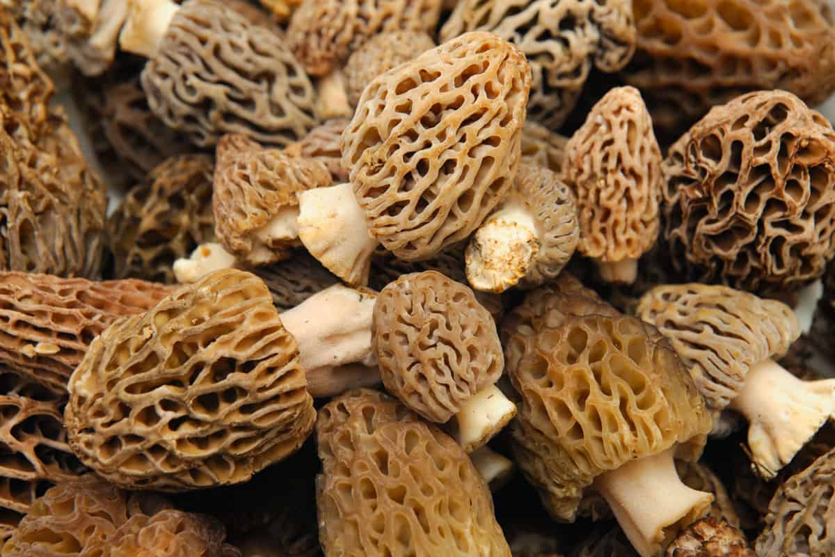 morels distinctive mushrooms they prized by
