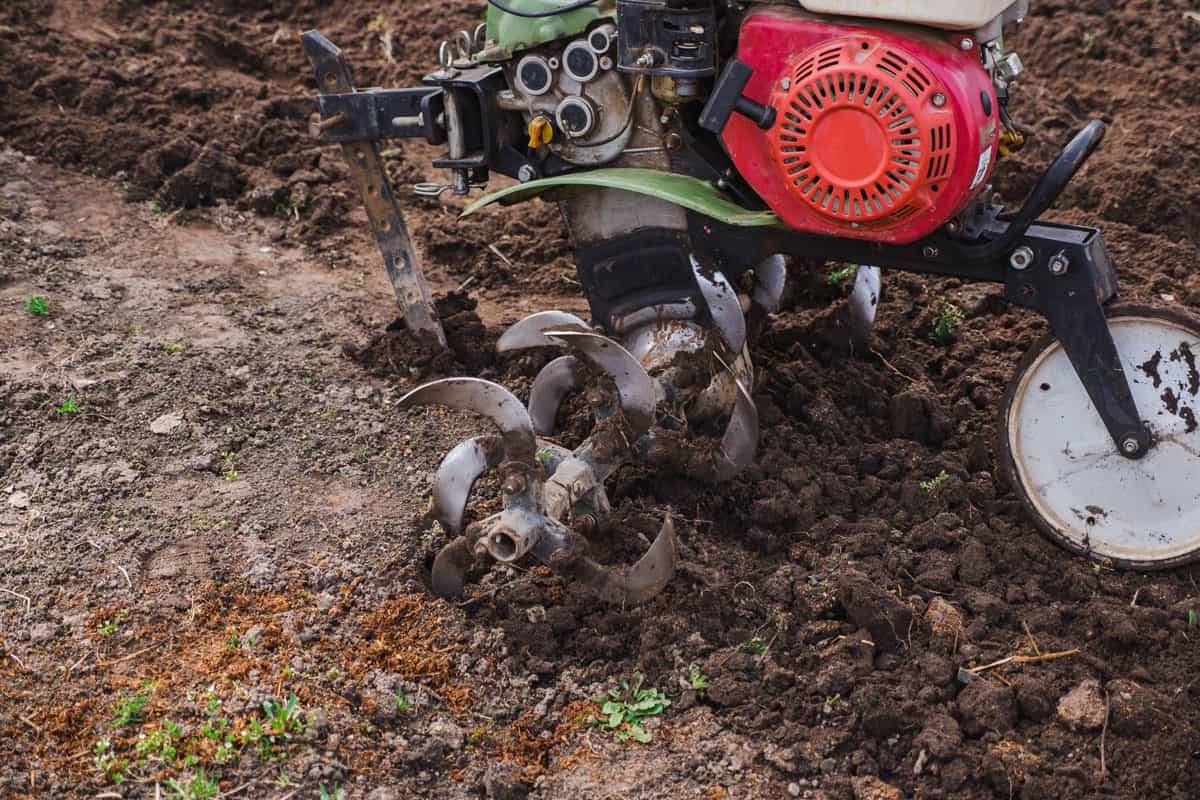 motor cultivator or tiller tractor cultivates the ground soil in the garden
