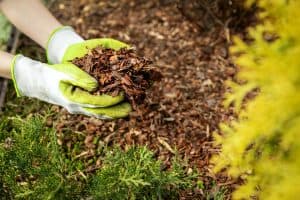 mulching garden conifer bed with pine tree bark mulch, Cover Crops Vs. Mulch: Which To Choose