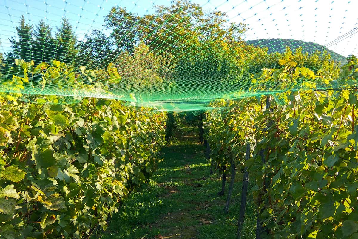 net protection for wine grapes at autumn harvest time