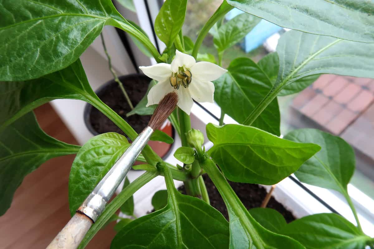 pollination of flower pepper with a brush at home on the windowsill