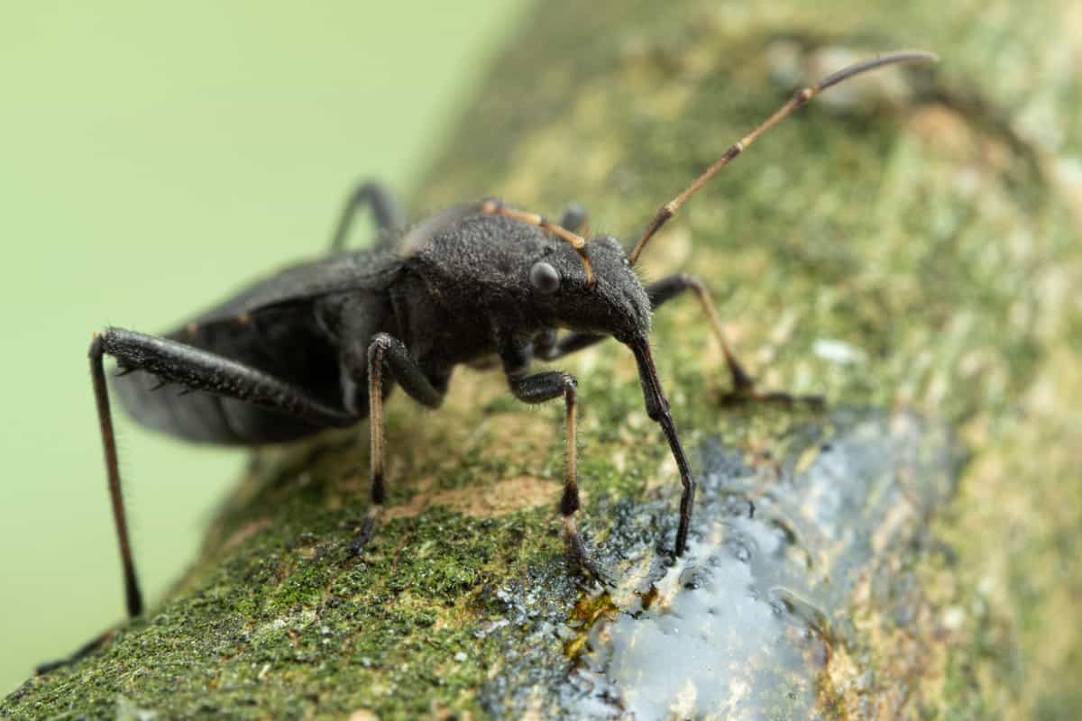 Side view of a black adult masked hunter assassin bug (Reduvius personatus), feeding on tree sap