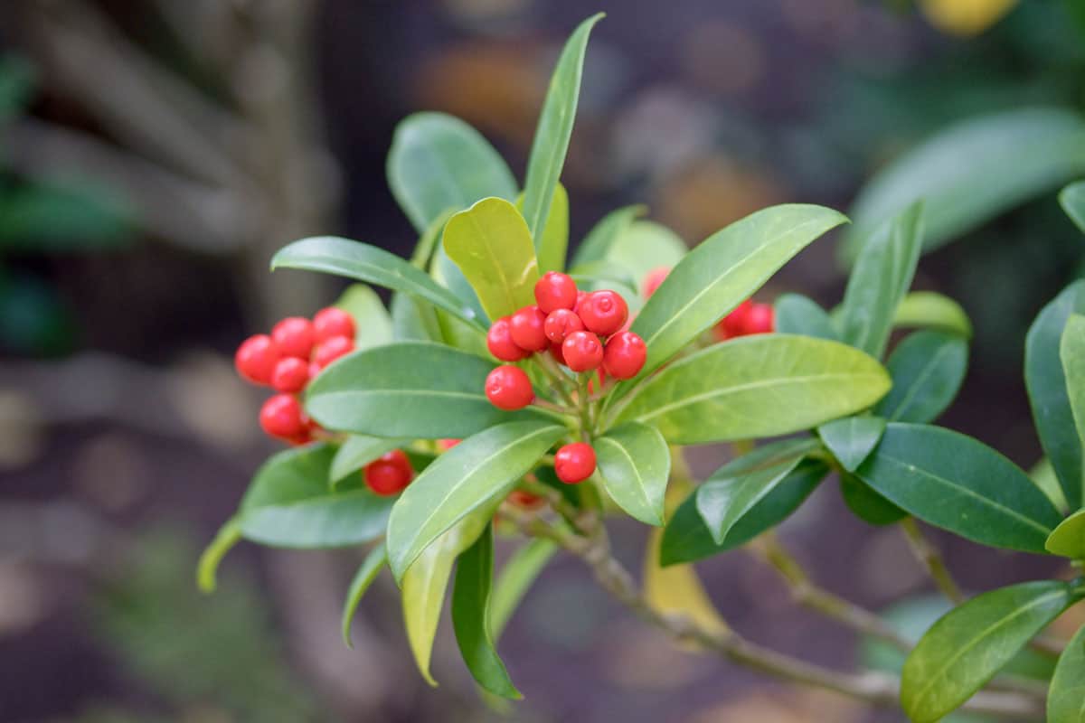 skimmia japonica red berries japanese species
