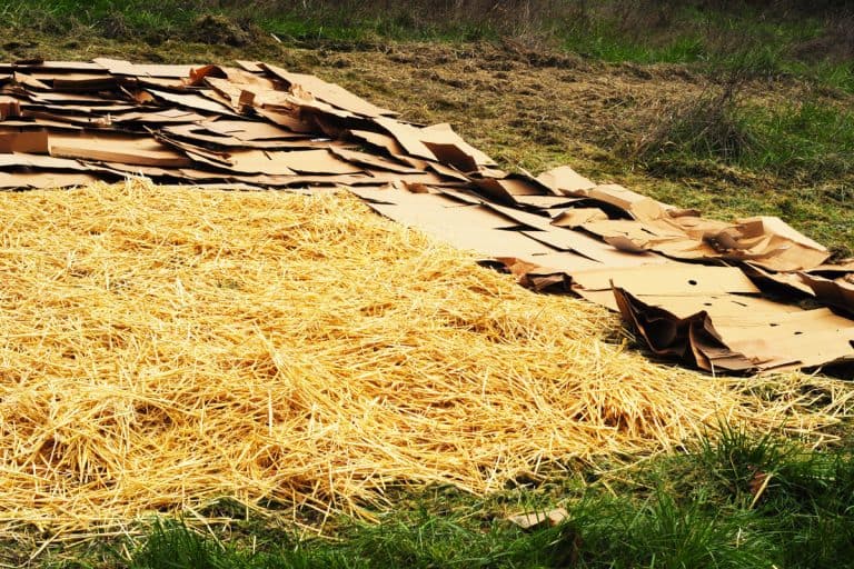 straw cardboard being used sheet mulching, Is Cardboard Safe For Organic Gardening?
