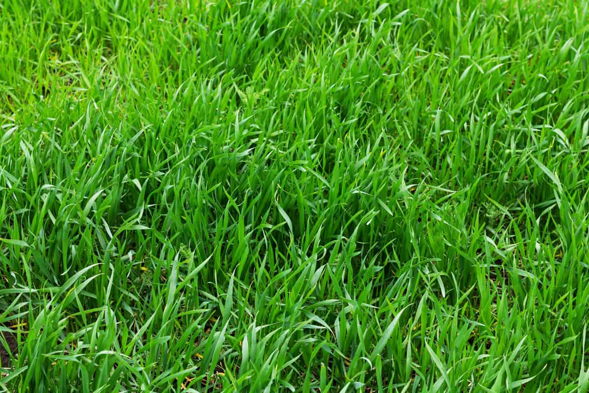 texture green grass young wheat field