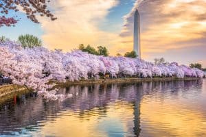 Tidal basin with Washington Monument in spring season, The Cherry On Top: A Cherry Blossom-Filled Adventure That's Closer To Home Than You Think