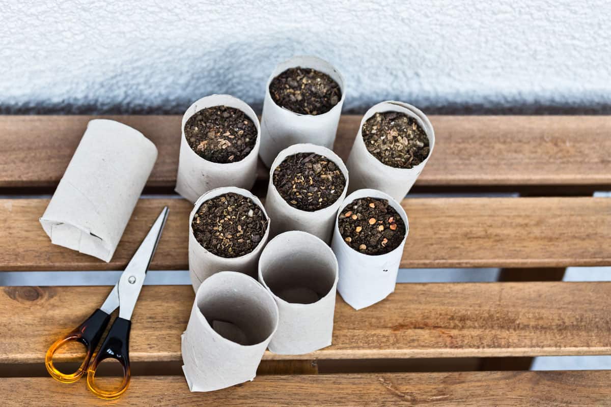 toilet paper roll recycled seedling planters