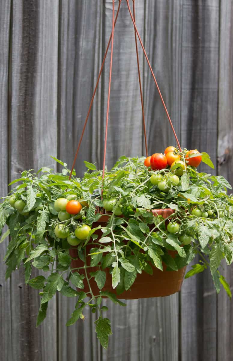 Tomato growing in a hanging basket 