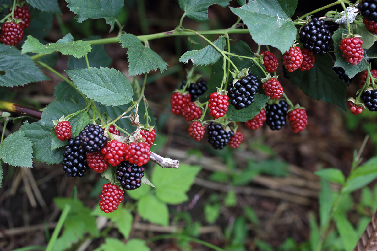 twig laden fruit wild blackberry fresh healthy fruits