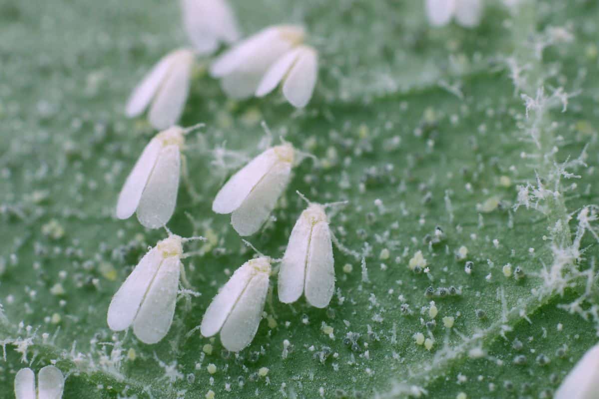 white-flies on leaf.