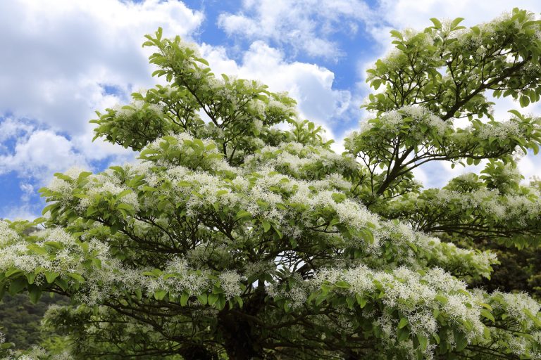 white flower of Chinese Fringe-tree, Where Should I Plant A Fringe Tree?