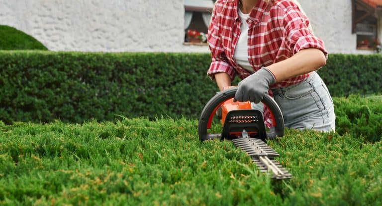 A woman using electric hedge trimmer for shaping overgrown bushes at garden scaled, How To Lubricate A Hedge Trimmer [Step By Step Guide]