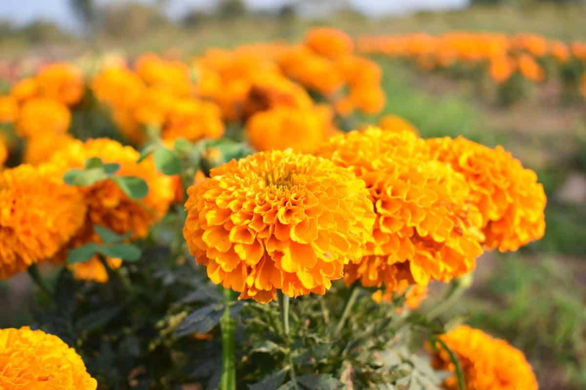 yellow marigolds blooming garden