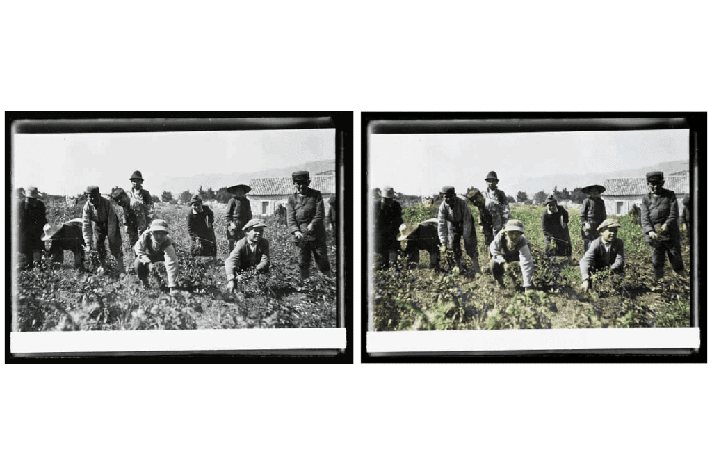 A dozen people cultivating the garden in the 1900s