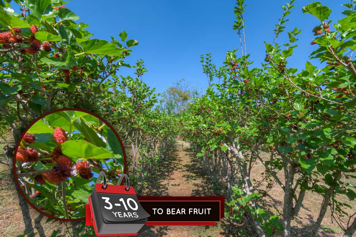 Mulberry tree in organic farm, How Fast Does A Mulberry Tree Grow?