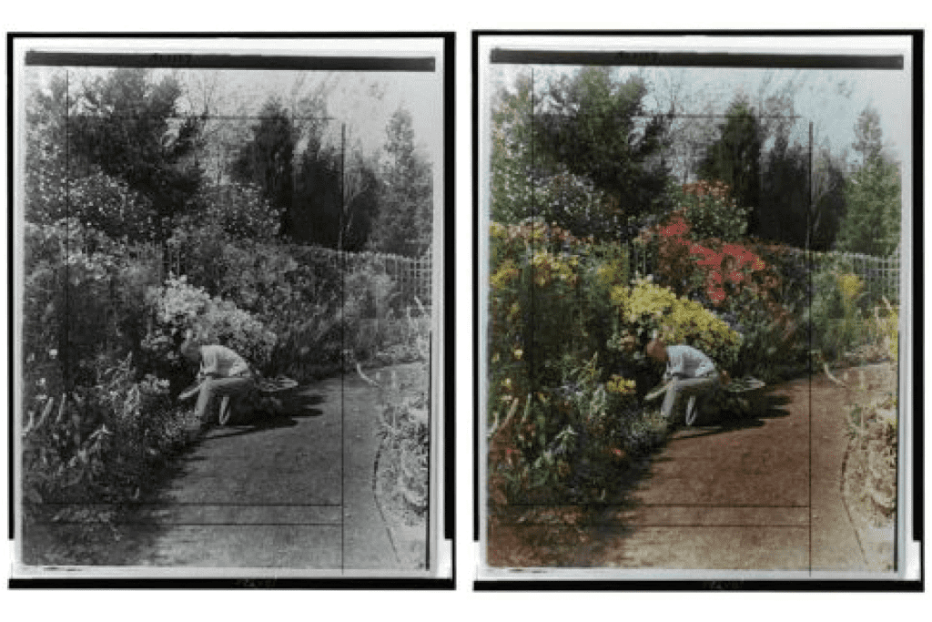 A black and white versus a colorized photo of a man maintaining his garden