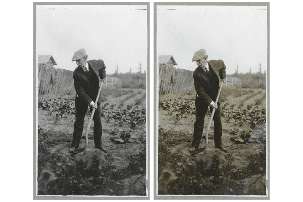 An old man in the 1900s plowing his garden. Black and white photo versus colorized photo 