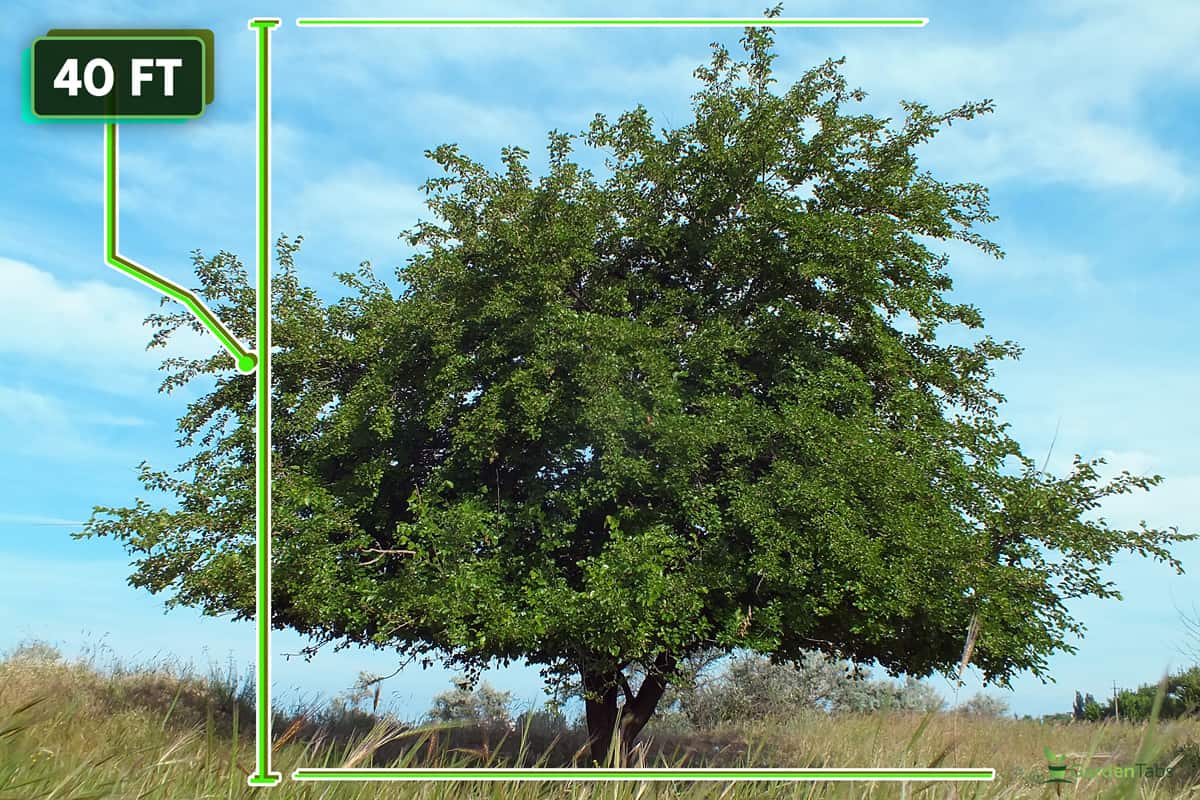 Mulberry tree in steppe, Are Mulberry Trees Invasive?