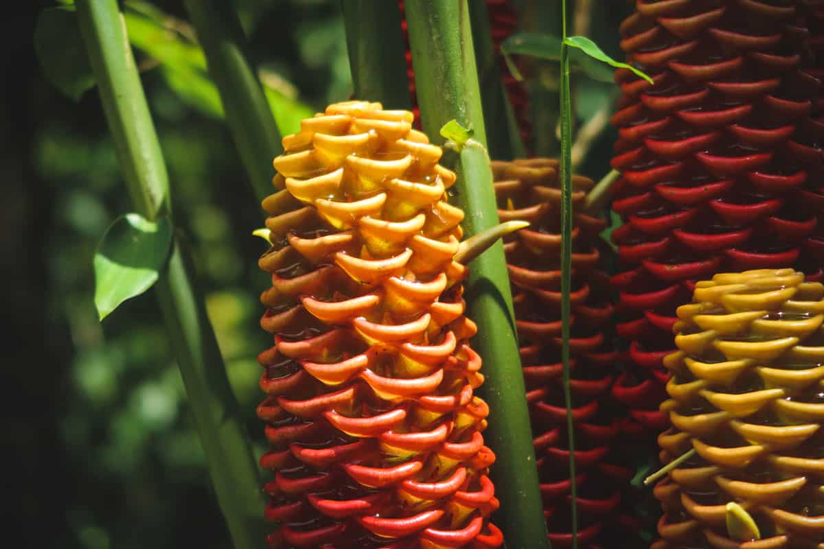 A detail shot of some colorful flowers of the shampoo ginger plant named Zingiber zerumbet in Costa Rica.