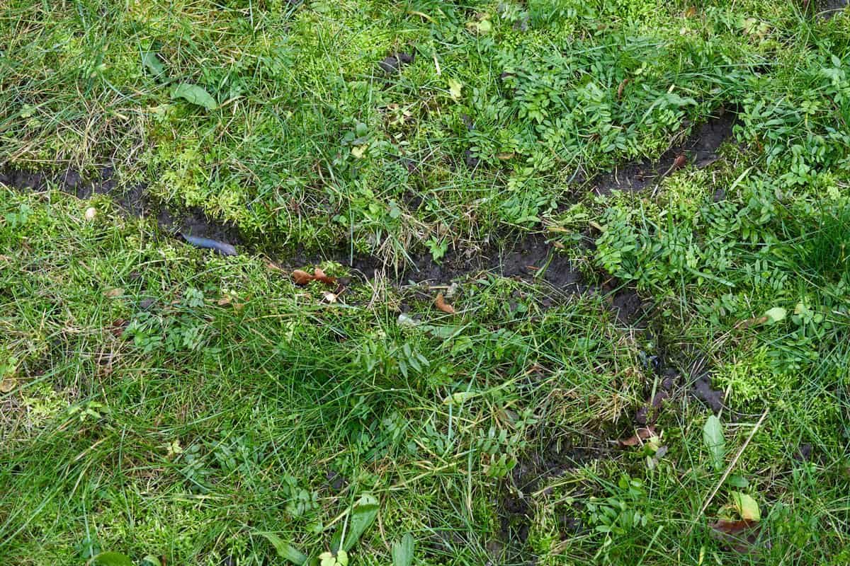 A green lawn with marks of Vole ruts