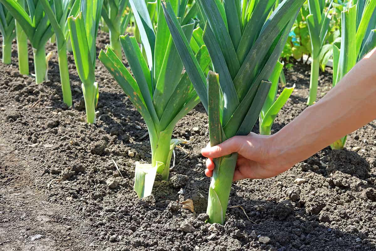 A hand pulling up an organically grown leek on an allotment vegetable plot