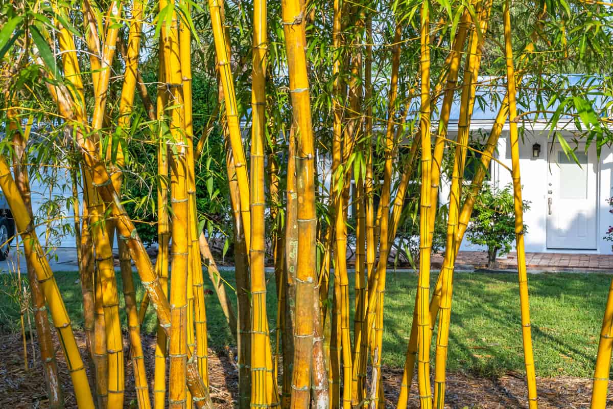 A small bamboo patch at a garden
