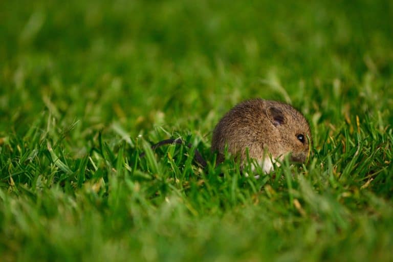 A small vole eating scraps in the garden, How To Get Rid Of Voles In Winter