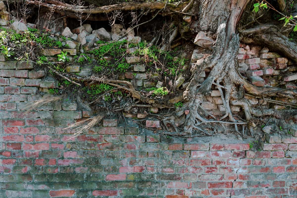  A tree sprout breaks through the wall. 