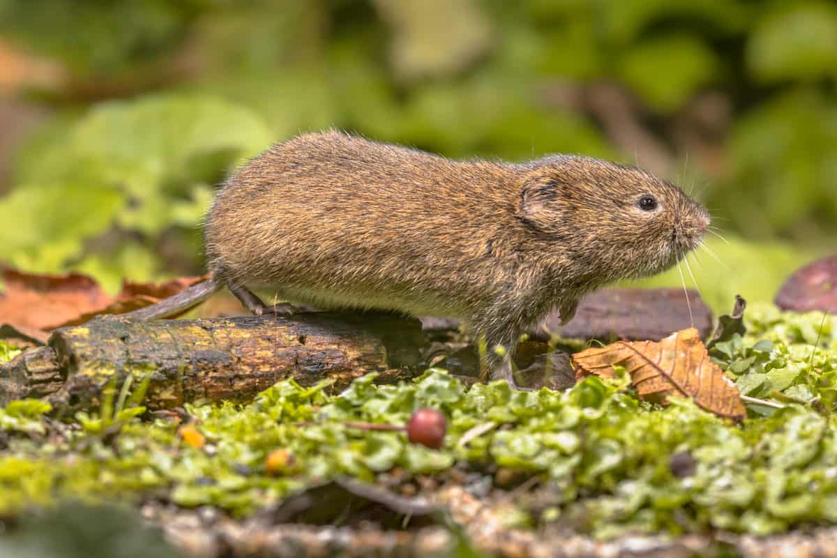 A vole rat crawling in the garden