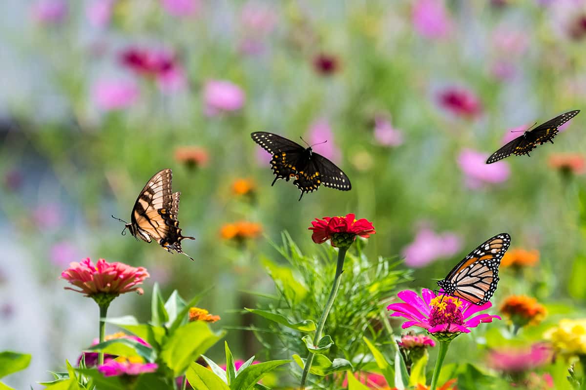 Amazing butterflies in a zinnia garden
