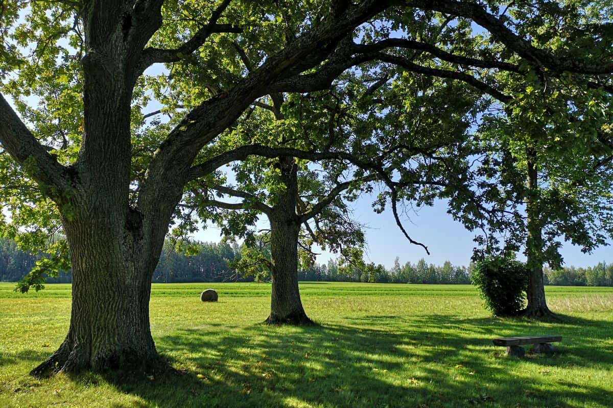 An oak tree on a green lawn, a tree bench underneath it, a beautiful sunny summer day.