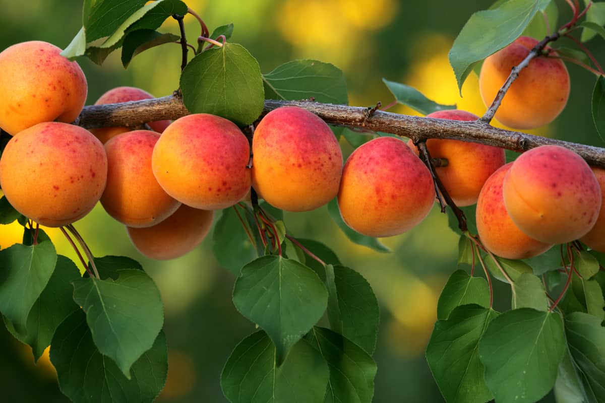 Apricot tree branch 