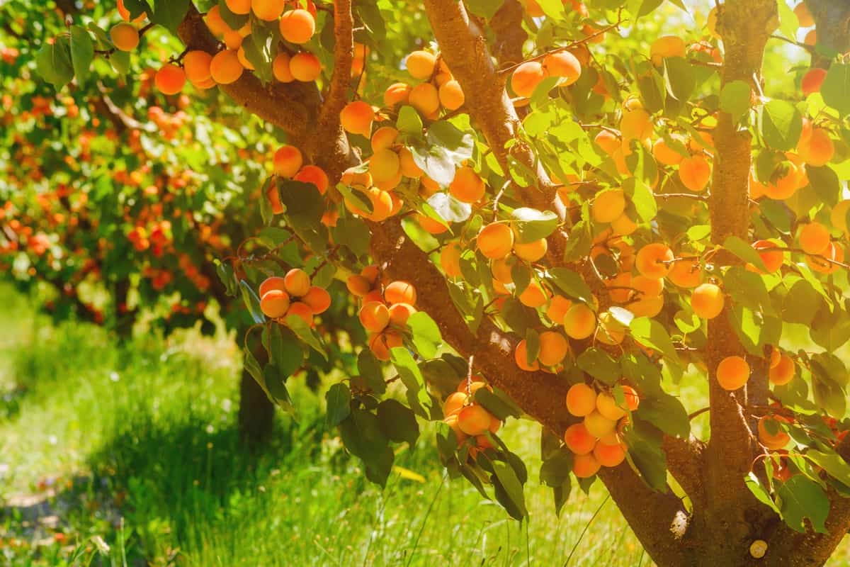 Apricot trees with ripe apricots on a farm