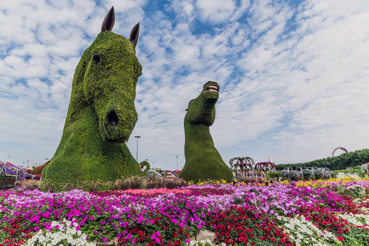 Beautiful Flourish Landscape of Miracle Garden with over 45 million flowers on a sunny day, Flower Garden in Dubai, UAE