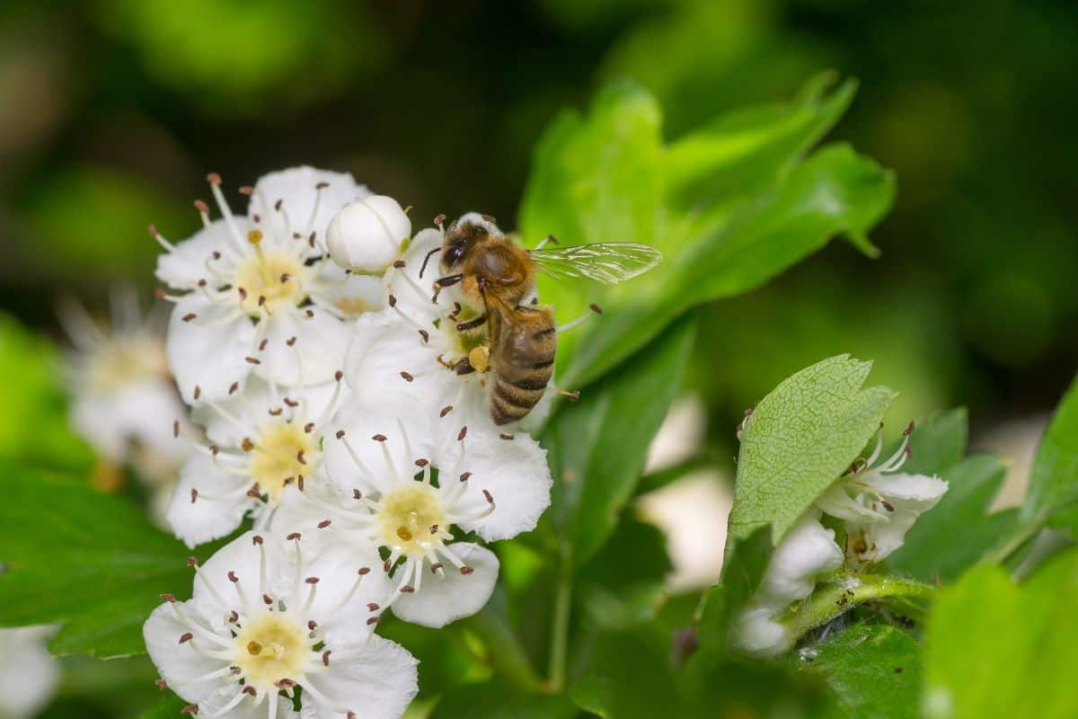 Bee gathering pollen on bird cherry tree flowers