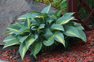 Bush of Hosta small leaf on a plot covered with decorative bark, How to Keep Hostas Small