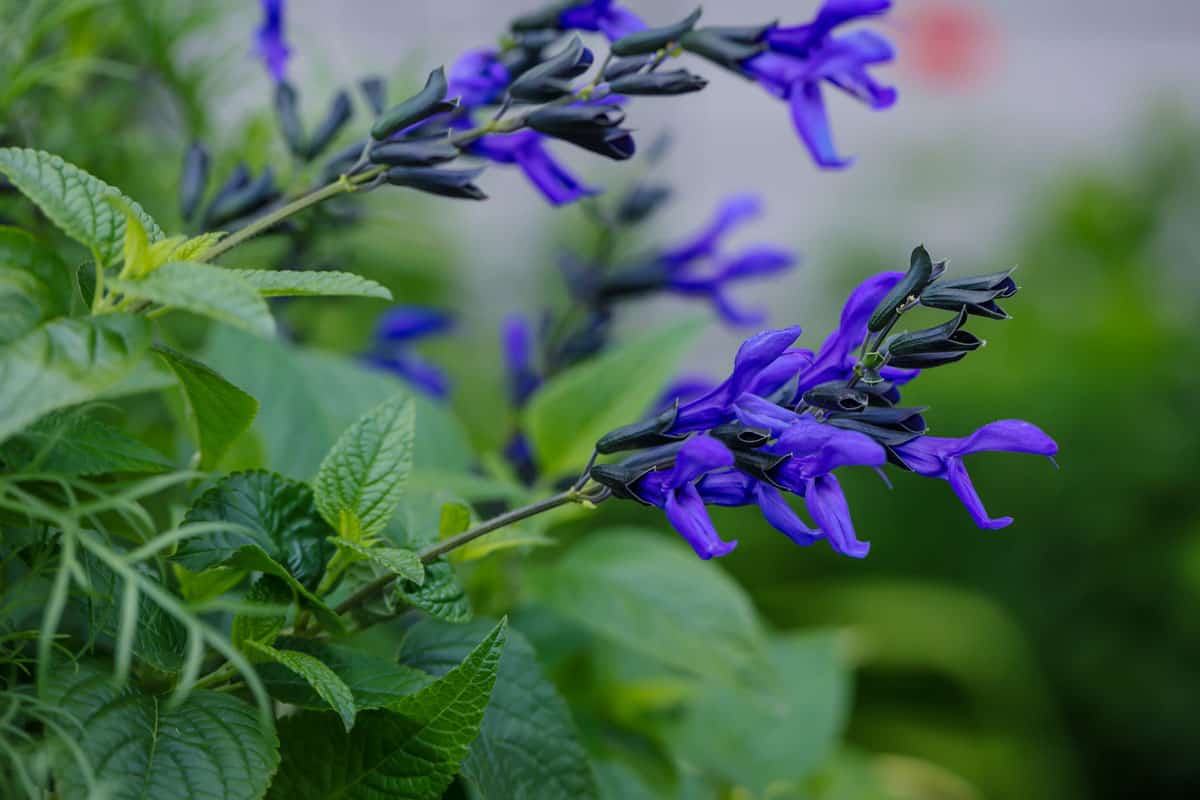 Close up of a Spikey Cobalt blue Black Knight salvia reaching out for the sun.