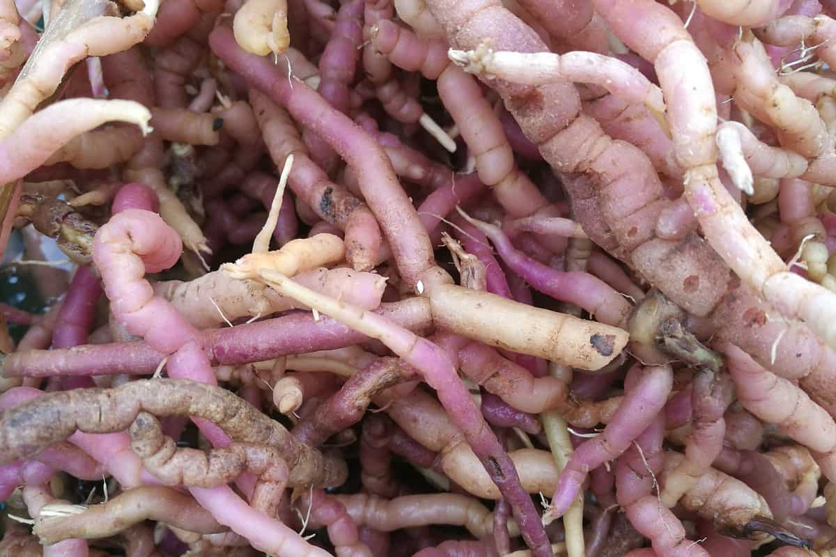 Close up of fresh raw purple Morinda officinalis (also known as Indian Mulberry) root.