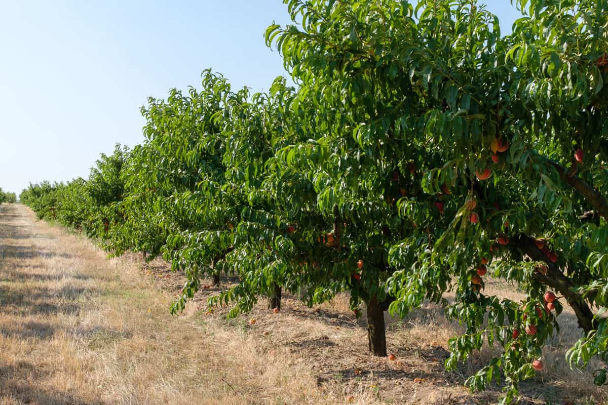 Close up shots of peaches an peach trees in bright sunshine 