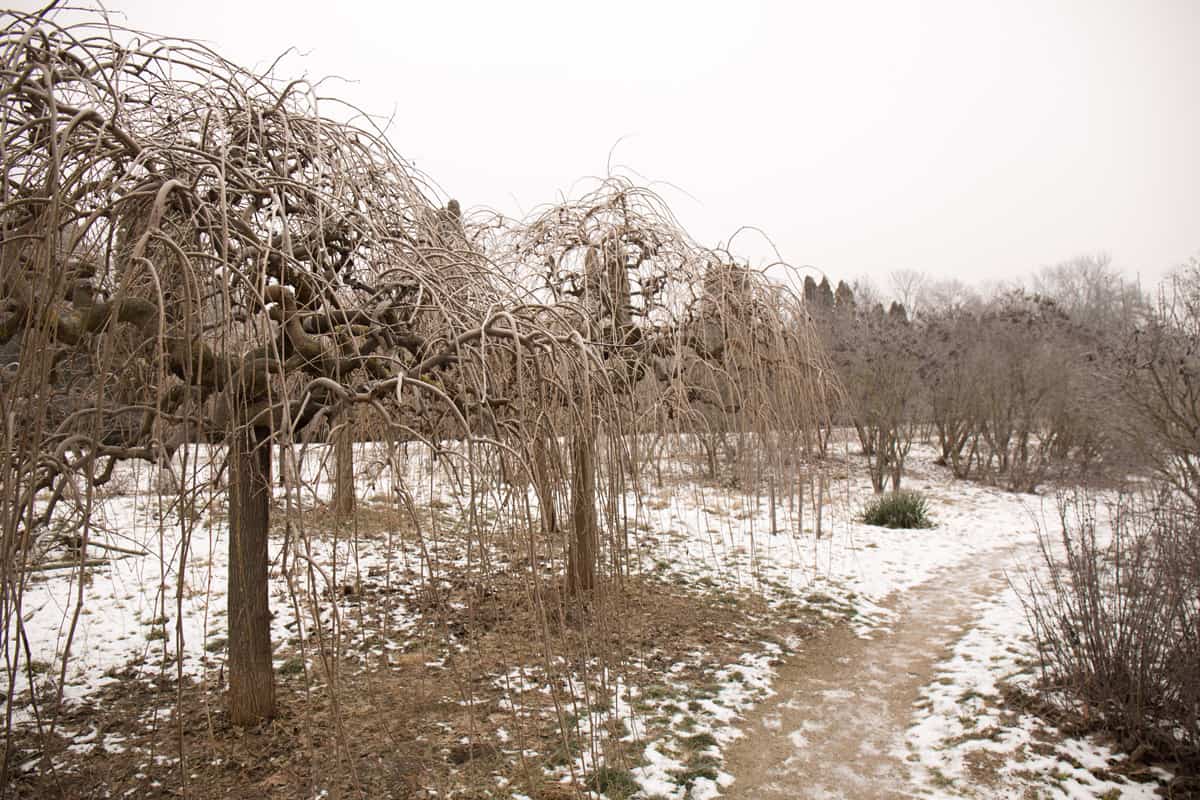 Decorative hanging branches of a mulberry tree in a winter garden