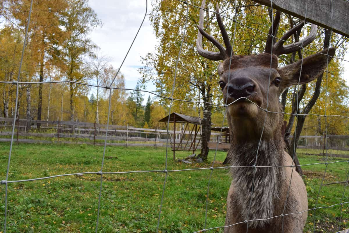 Deer with a funny expression in the autumn garden behind the net