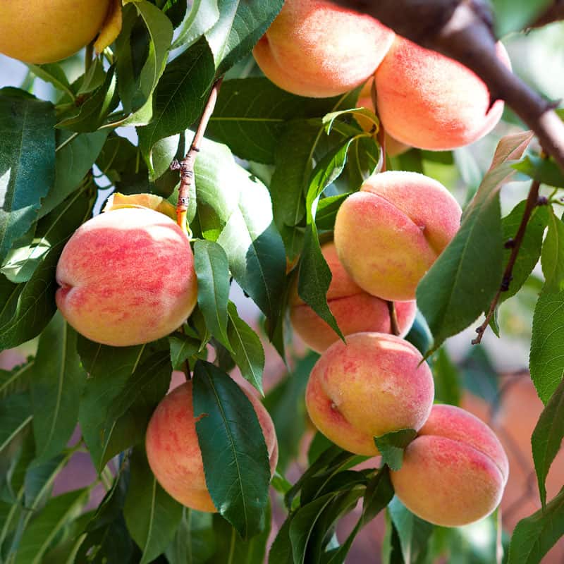 Dozens of ripe peaches ready for harvest