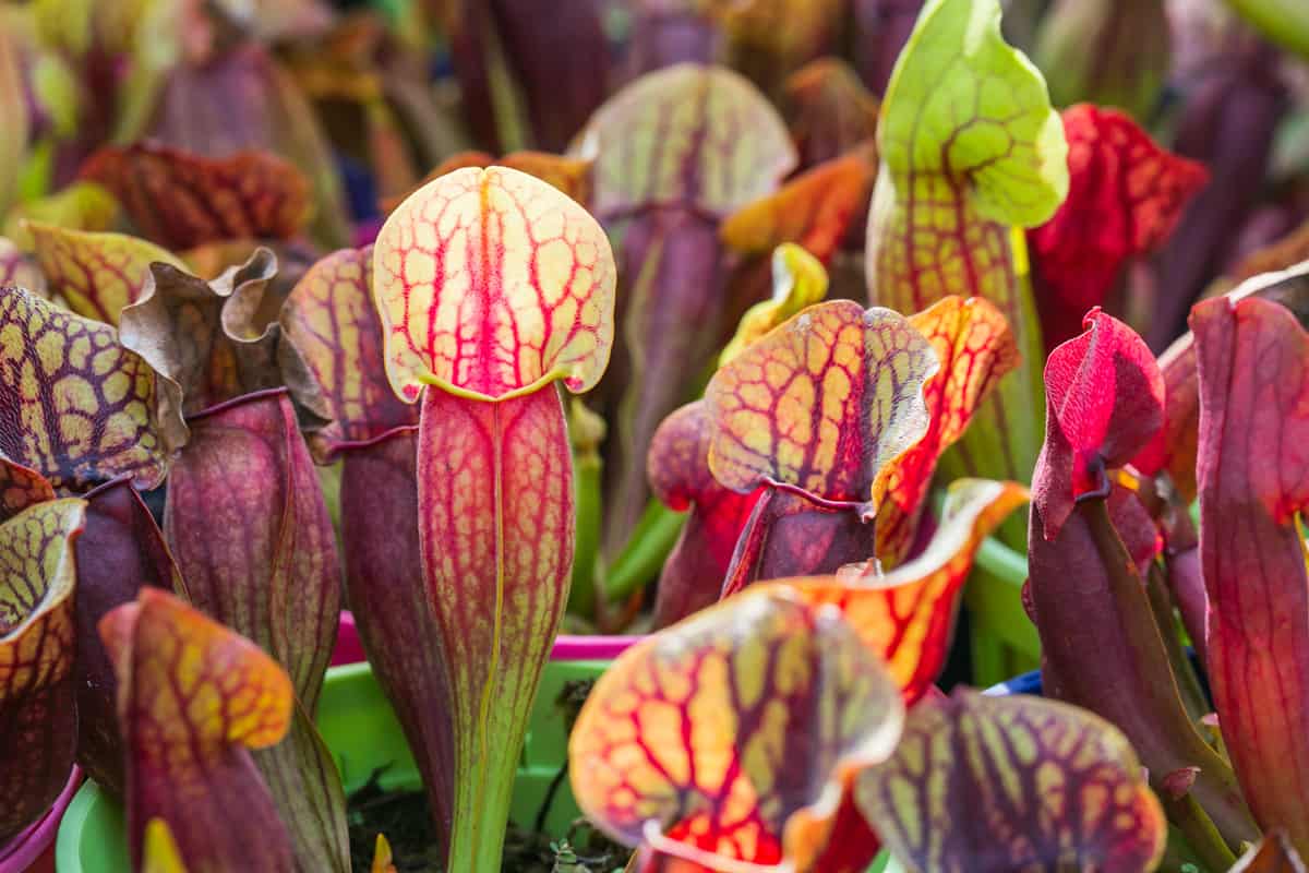 Exotic flower. Carnivorous pitcher plants