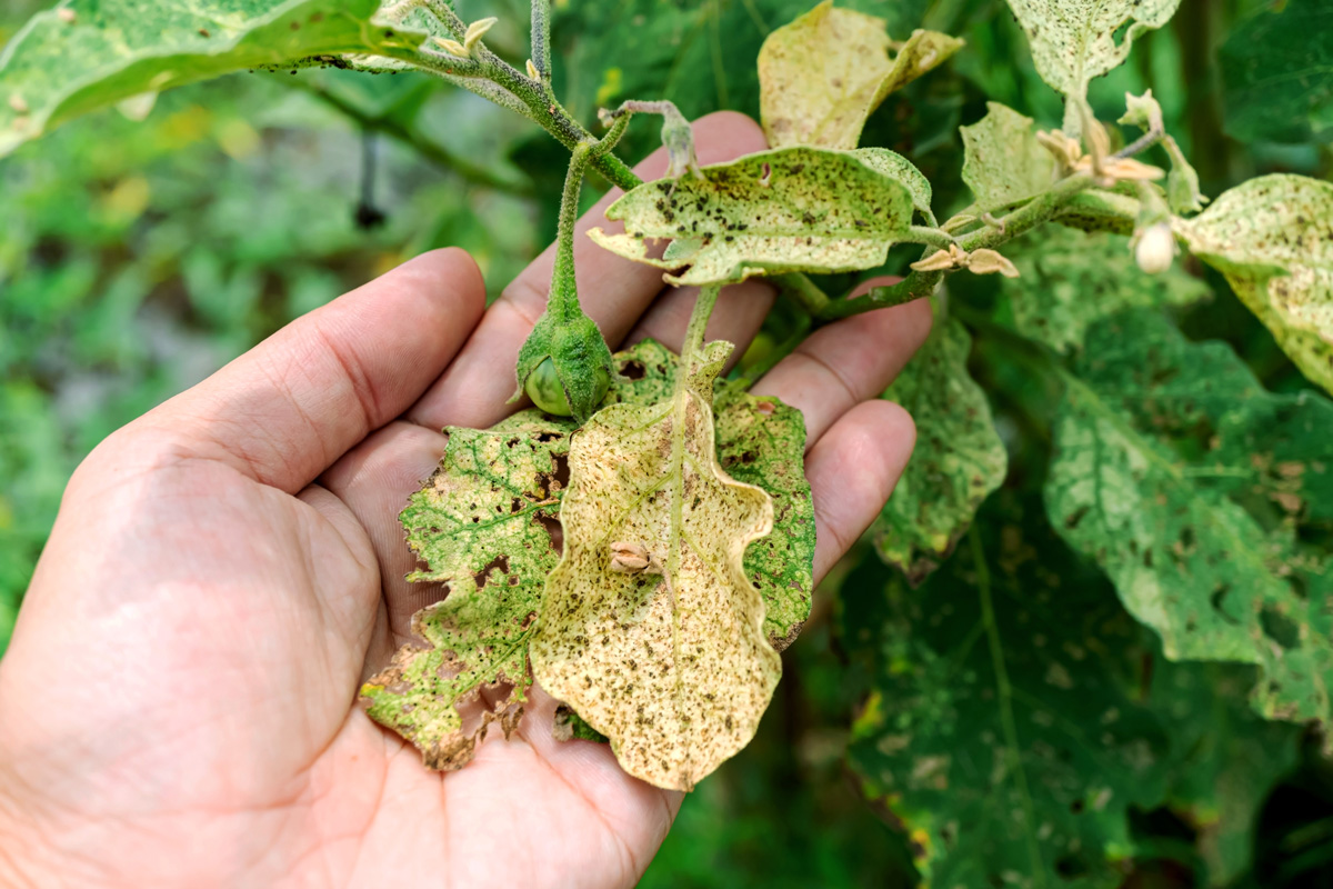 Farmers hands inspecting insect-treated leaves of an eggplant.