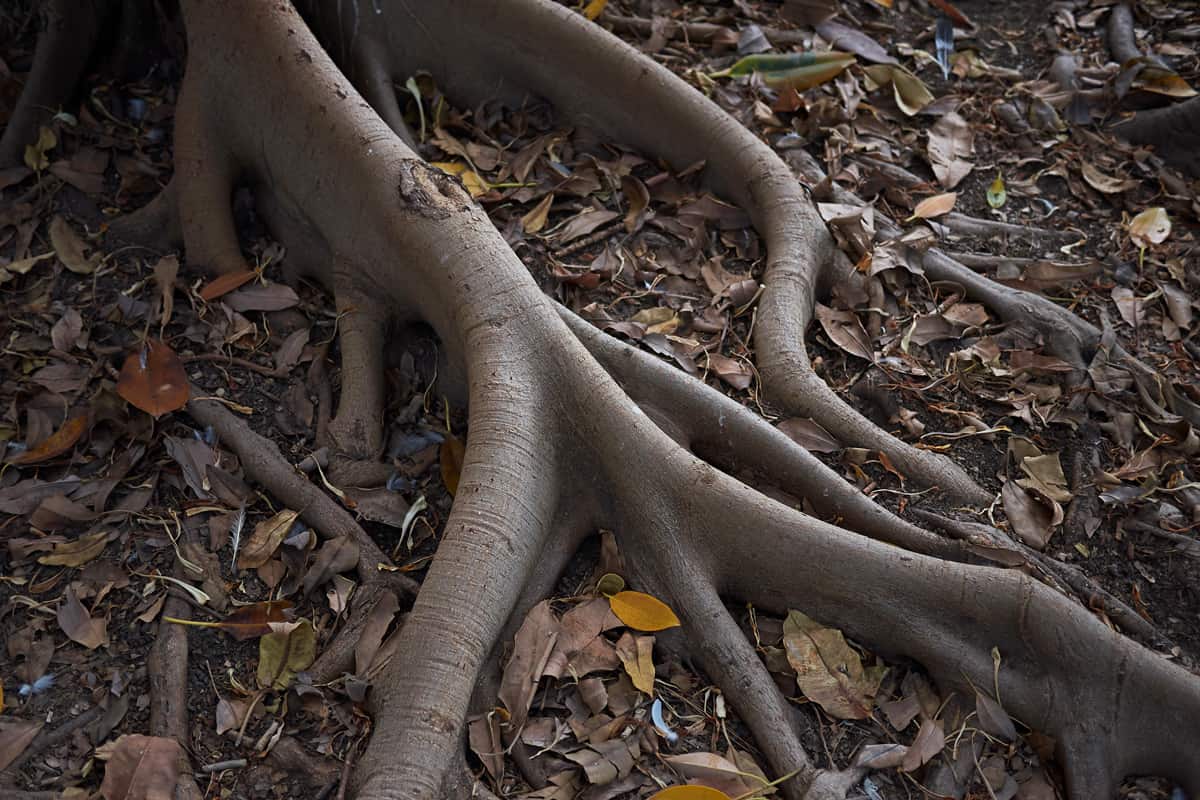 Ficus benghalensis trunks and roots 
