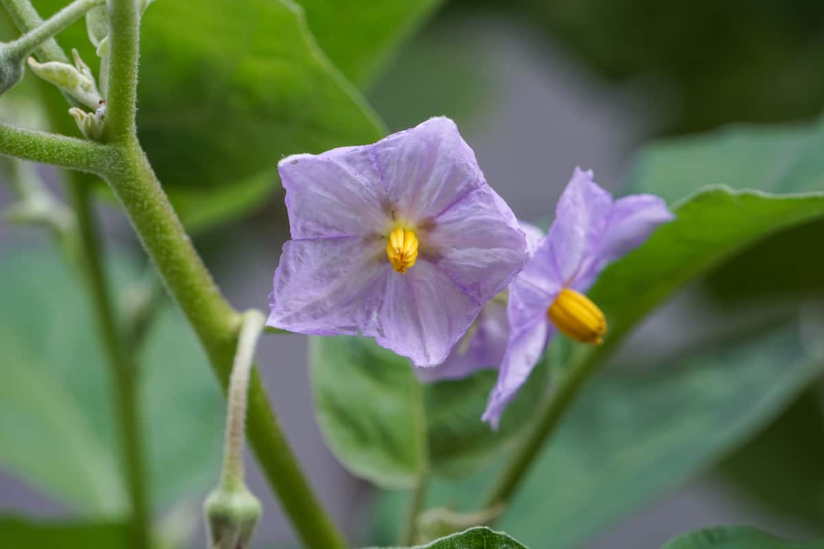 Flowers of the eggplant in the garden.
