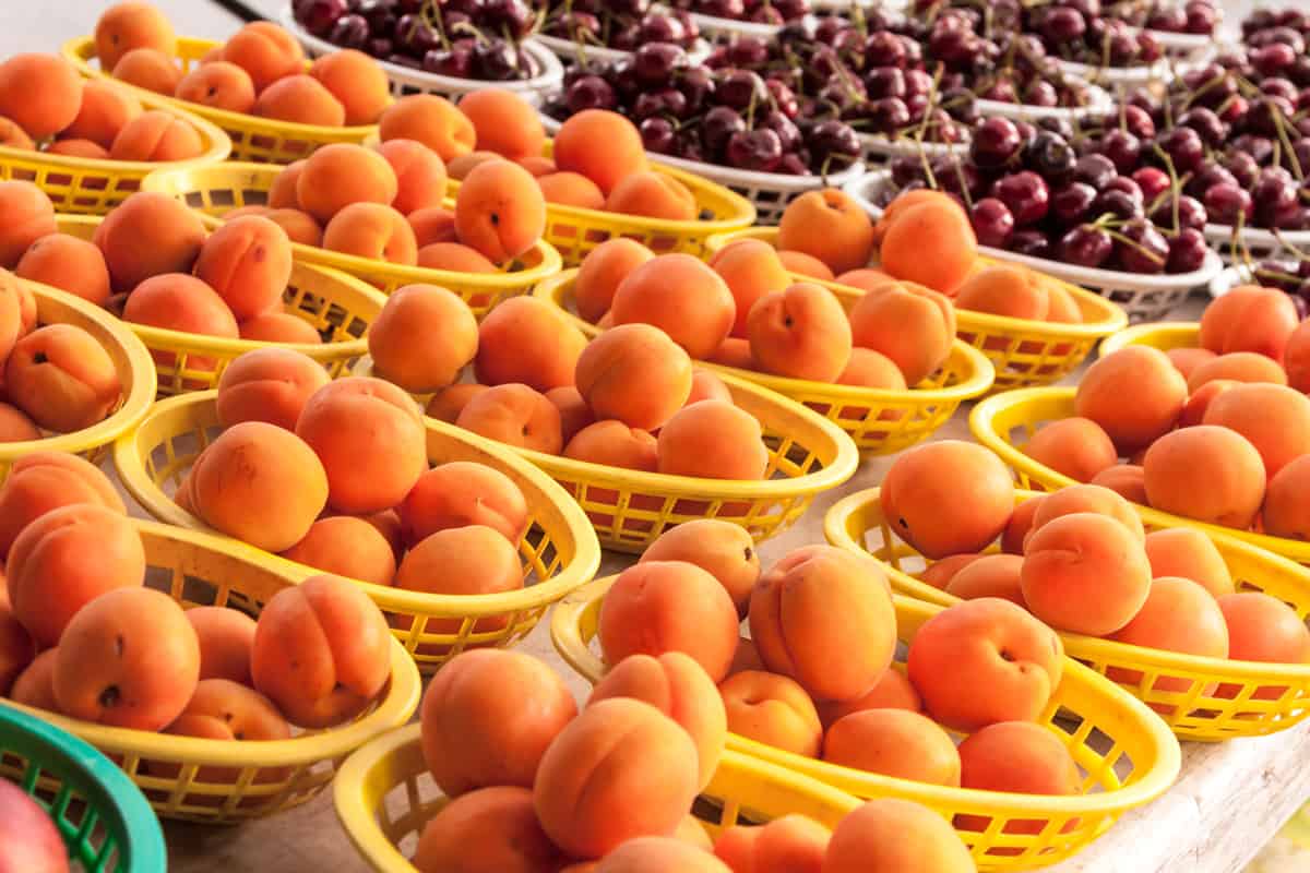 Fresh apricots and red cherries in yellow and white baskets for sale at local farmers market